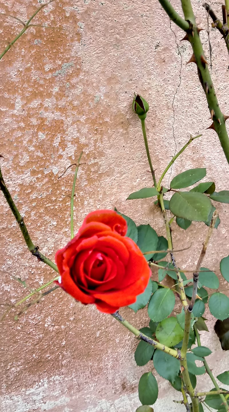 rosa_rosssssa rosa_rosssssa