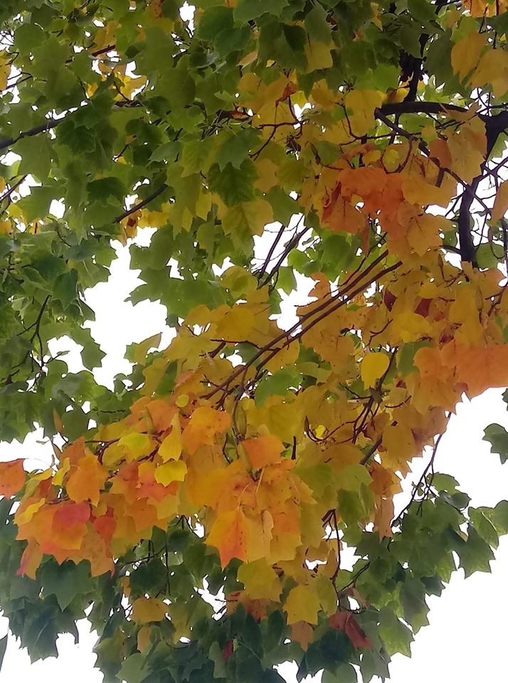 acero_giallo
