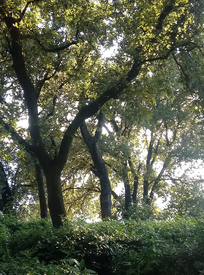 albero
