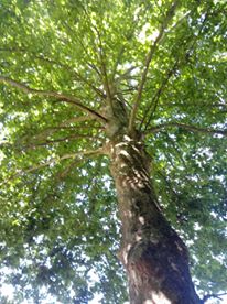 albero_2