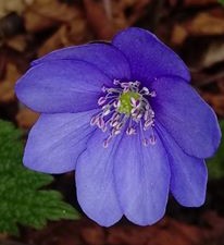 anemone_sito