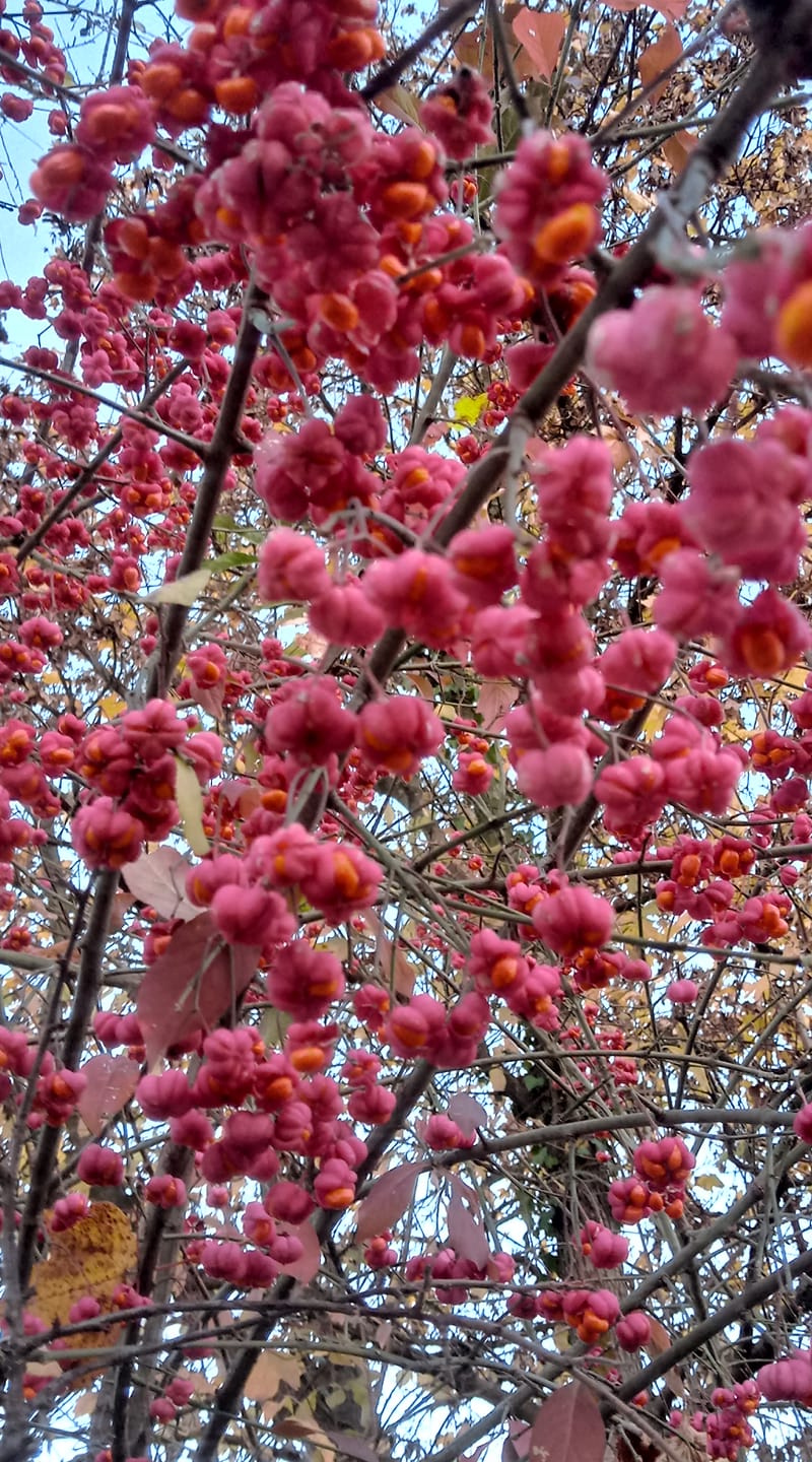 bacche_rosa_per_sito bacche_rosa_per_sito