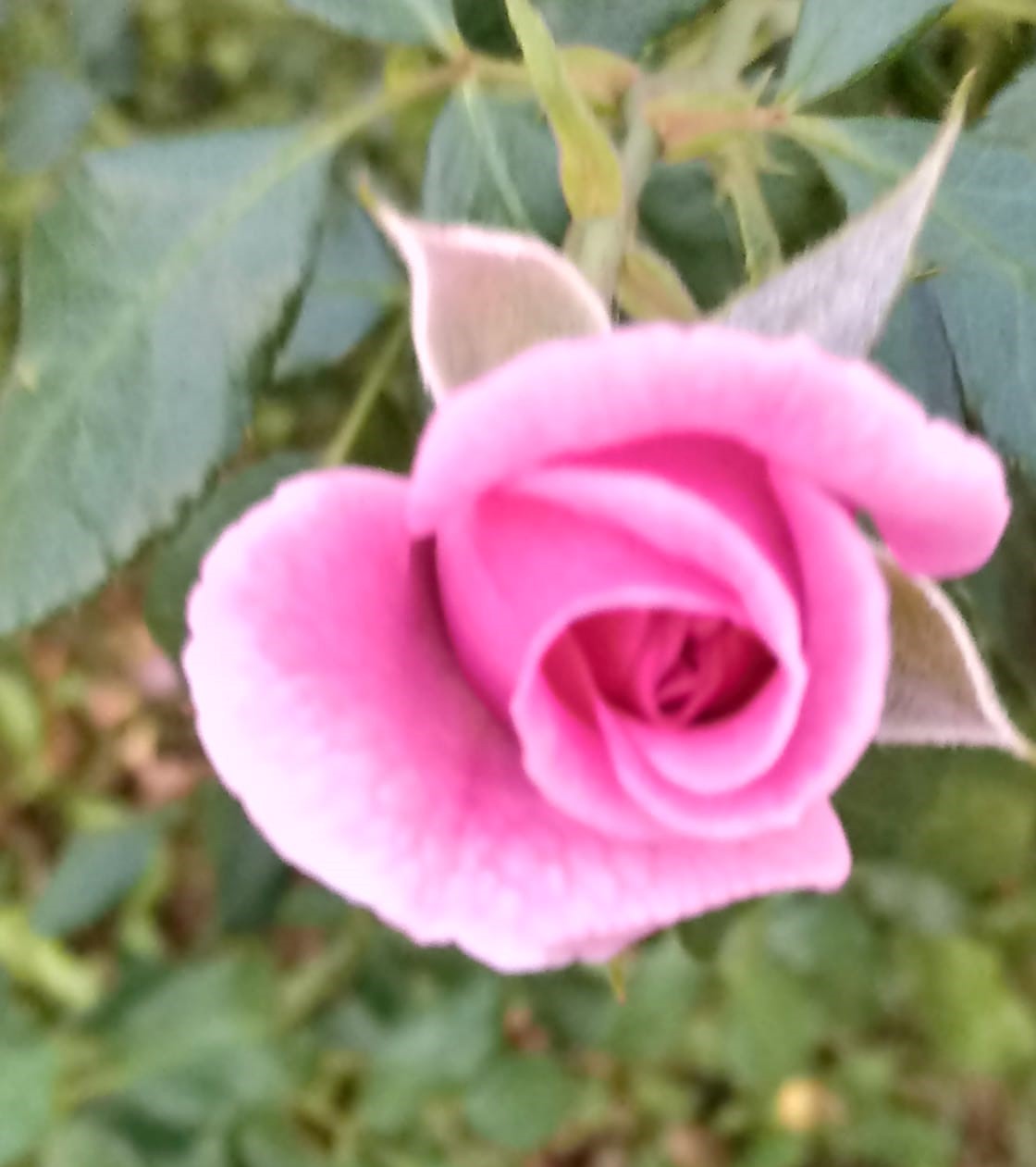 bocciolo_di__rosa_sito bocciolo_di__rosa_sito