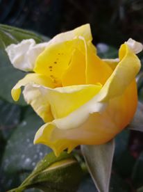 bocciolo_rosa_gialla_sito