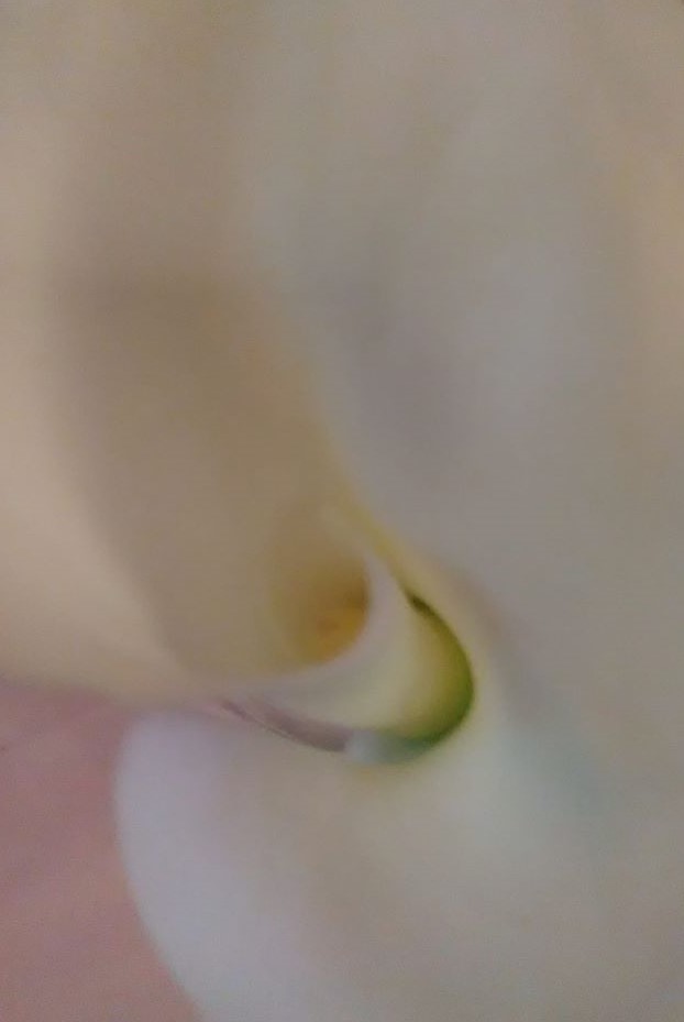 calla