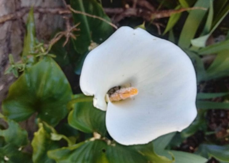 calla_2 calla_2