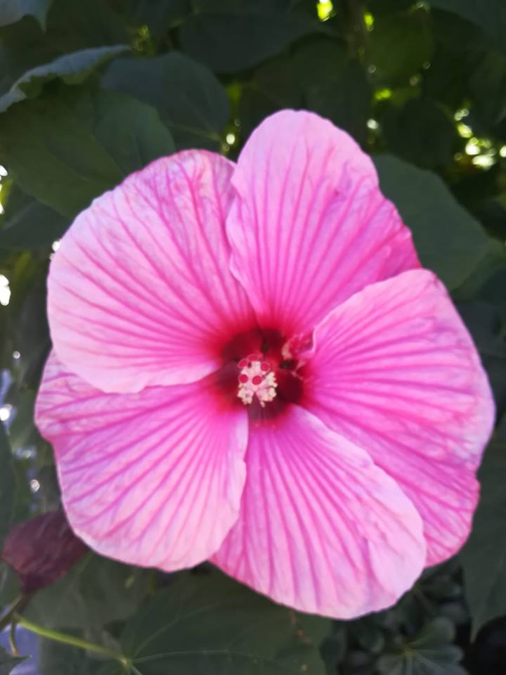 camelia