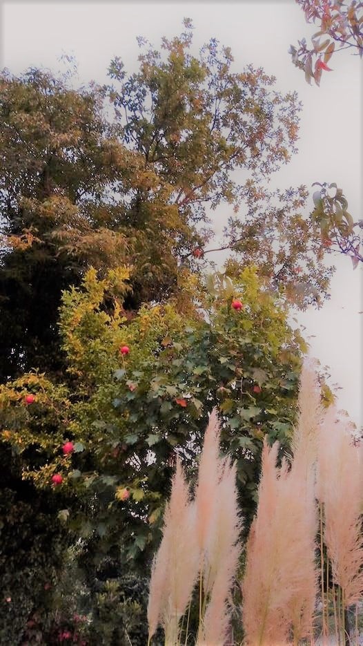 campagna