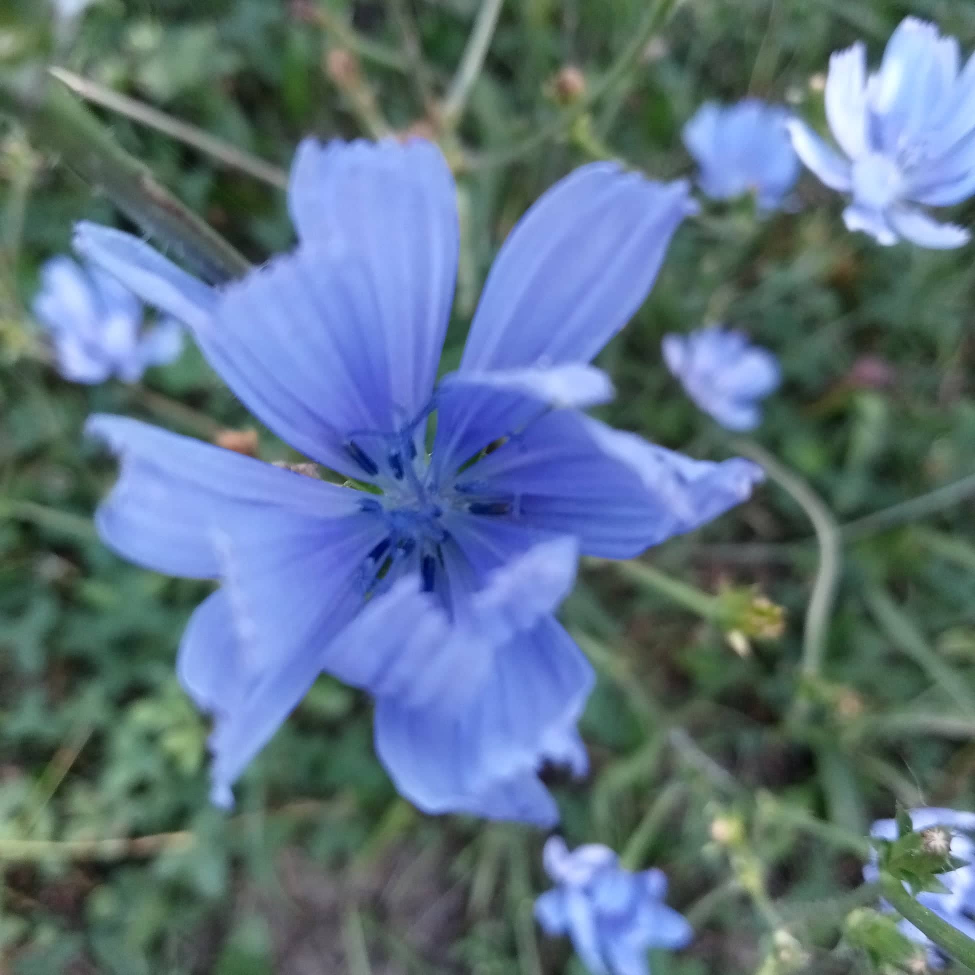 cicoria1