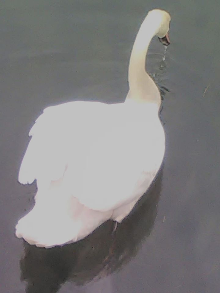 cigno_sito