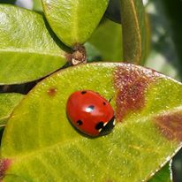 coccinella