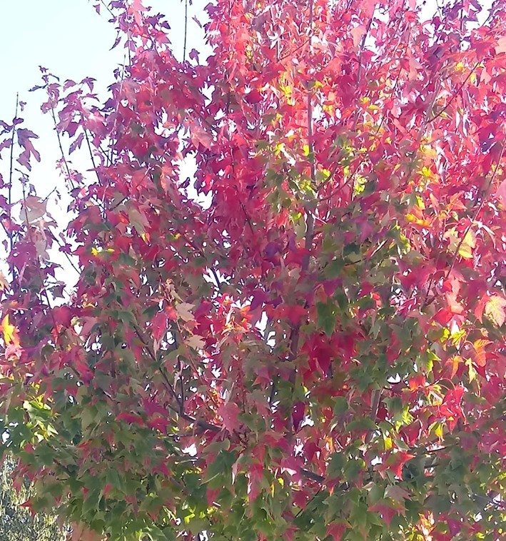 colori_magenta