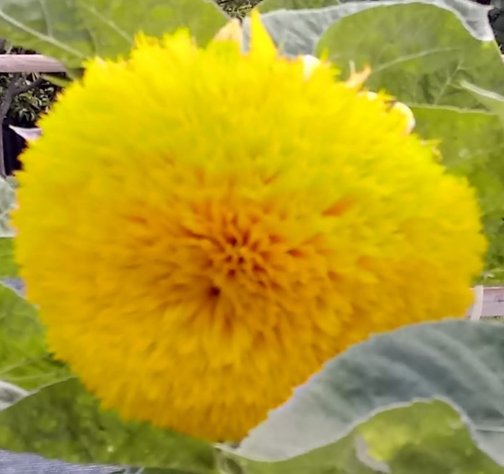 dalia dalia