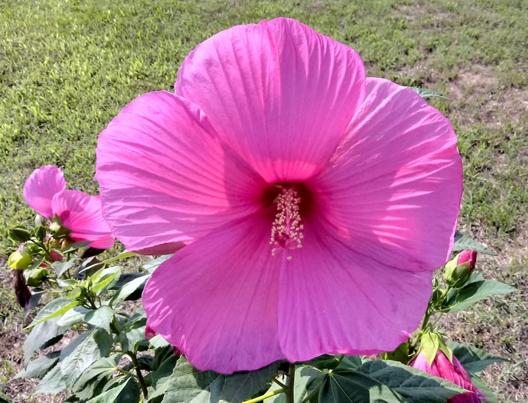 fiore_fucsia fiore_fucsia