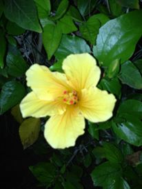 fiore_giallo
