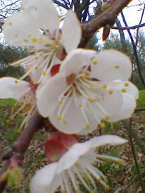 fiori_ciliegio_sito