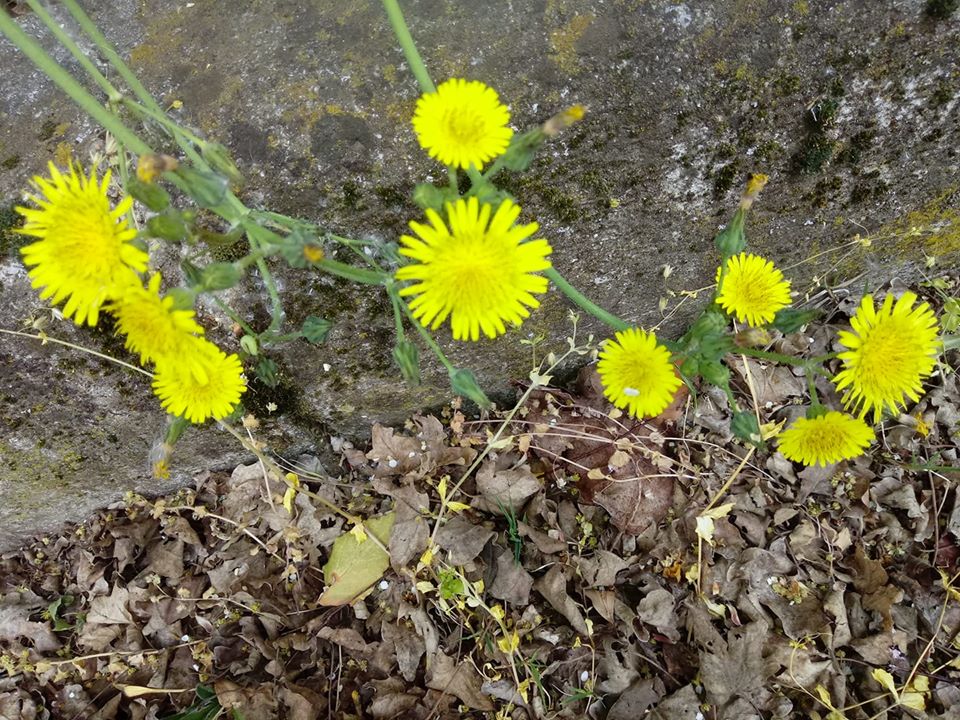 giallini