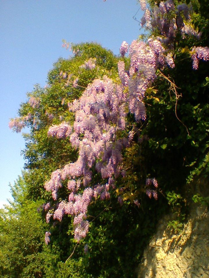 glicine_sito