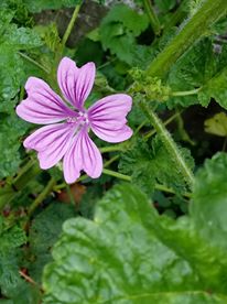 malva