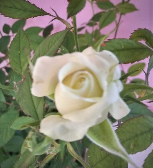 muro_rosa muro_rosa
