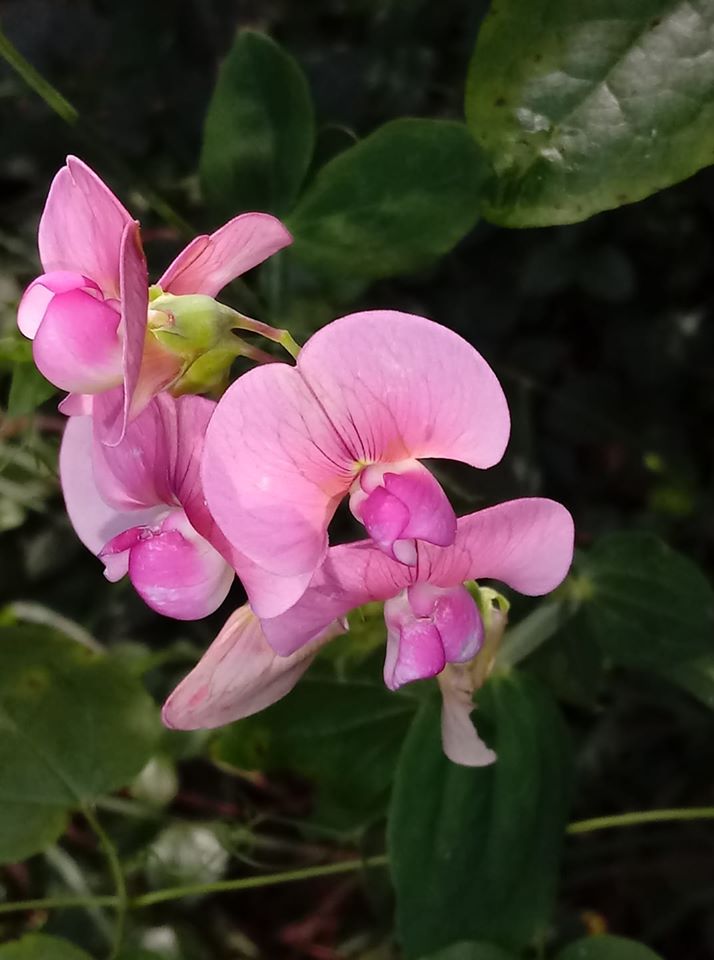 orchidea_per_sito orchidea_per_sito