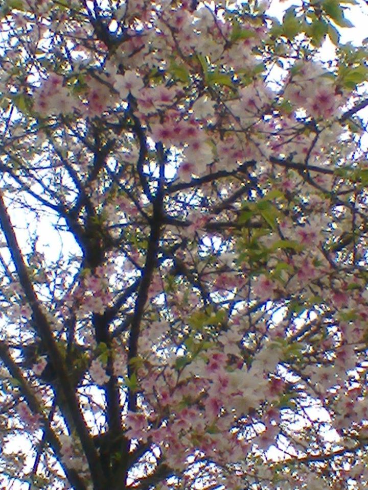 pesco_in_fiore pesco_in_fiore