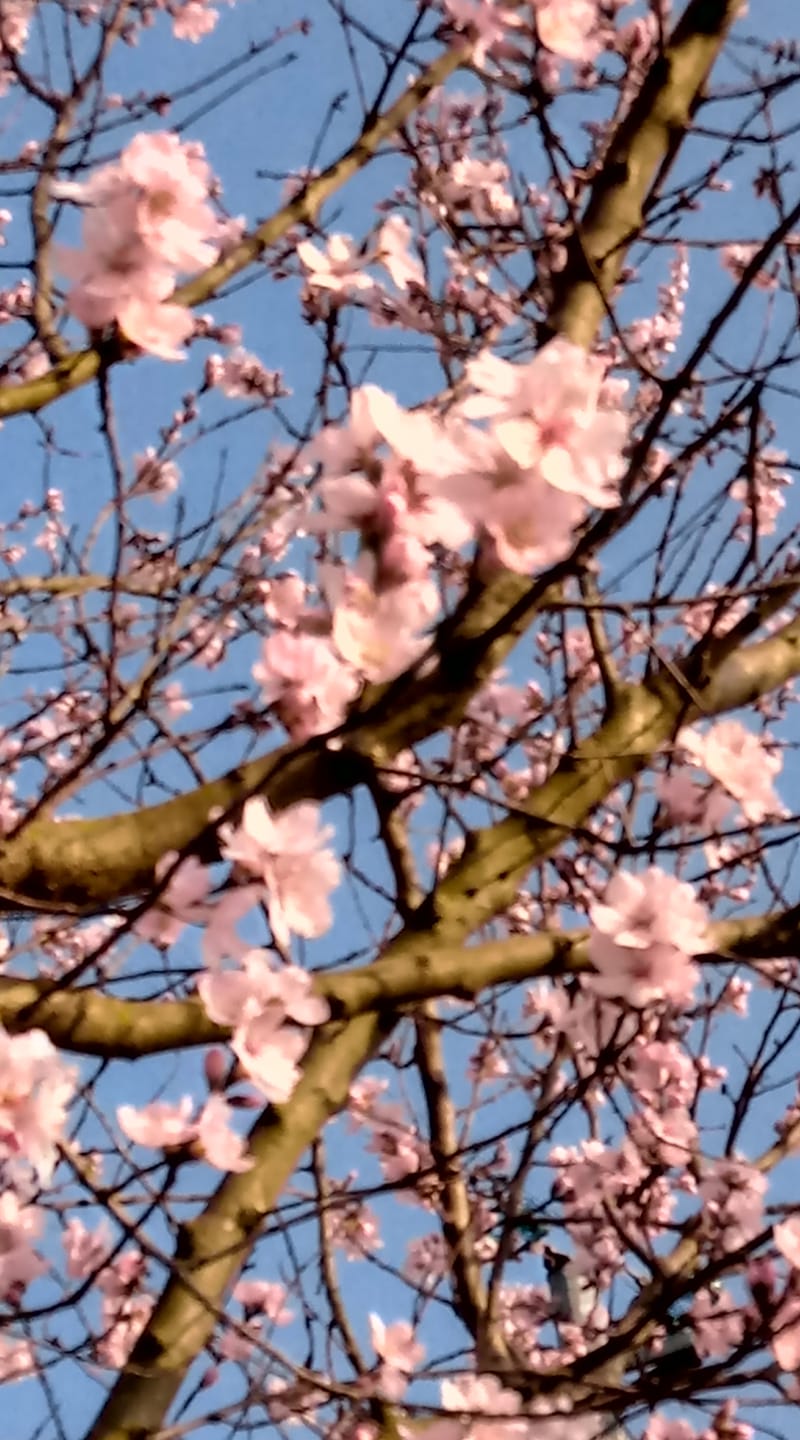 pesco_in_fiore_rosa pesco_in_fiore_rosa