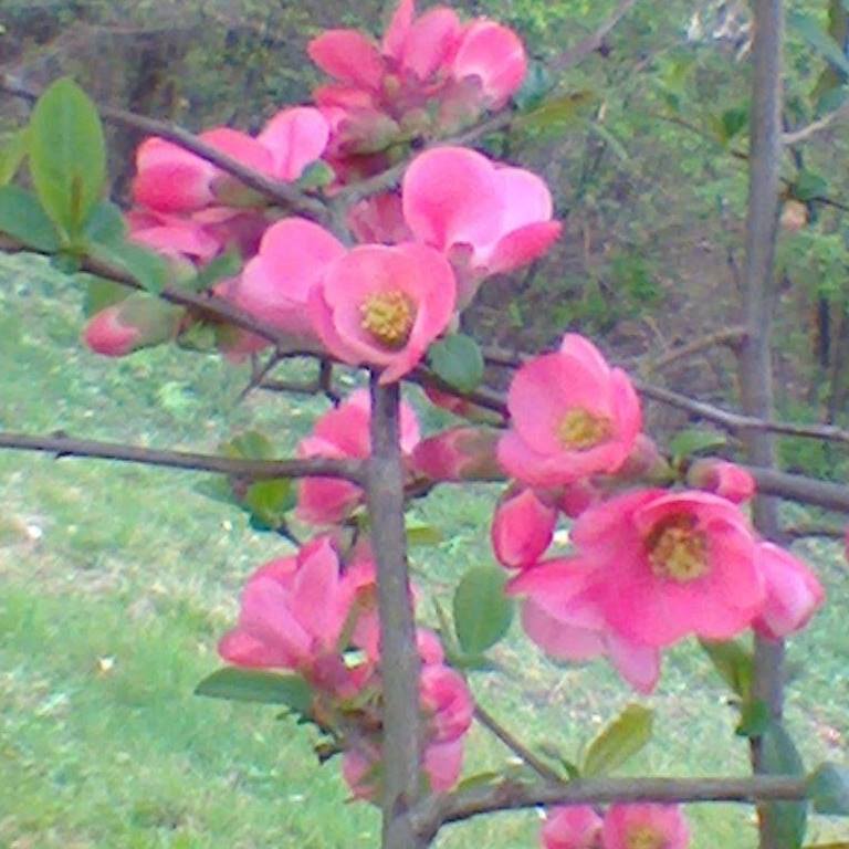 pesco_rosa