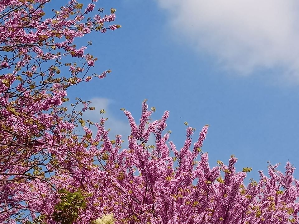 rosa_azzurro