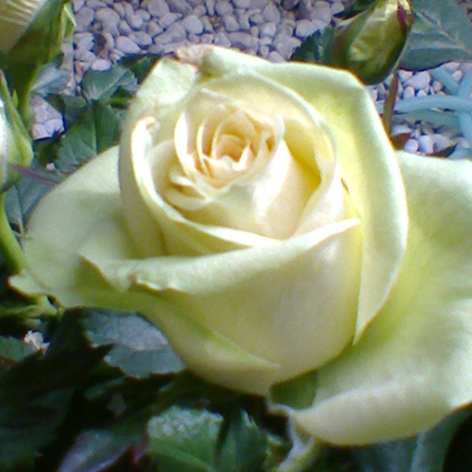 rosa_bianxa
