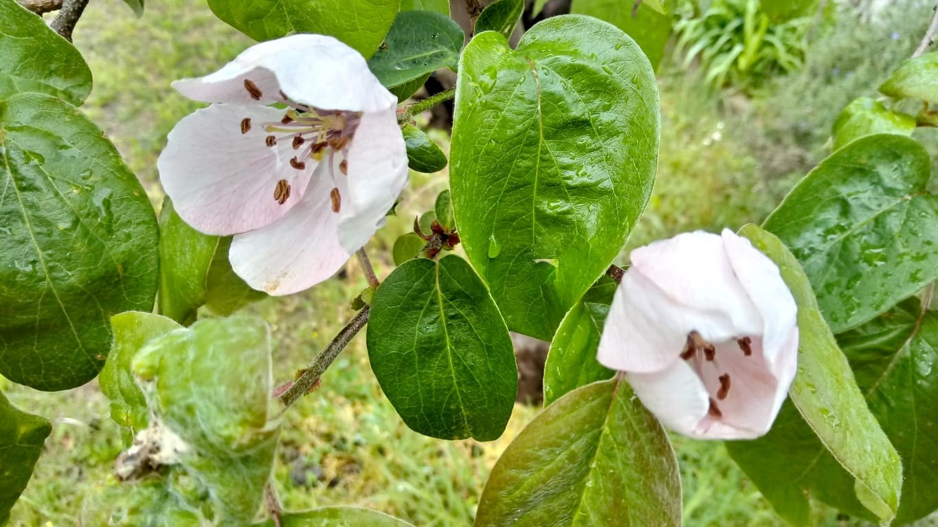 rosa_due_sito