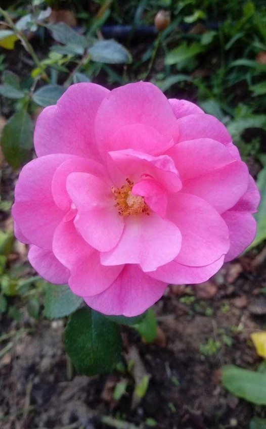 rosa_fucsia_per_sito1 rosa_fucsia_per_sito1