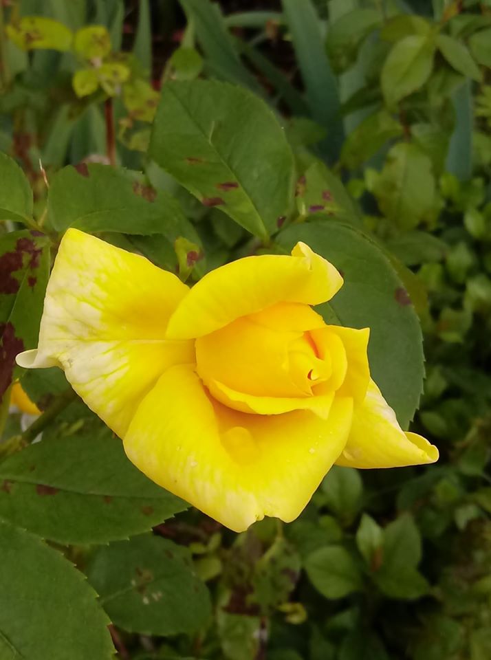 rosa_gialla rosa_gialla