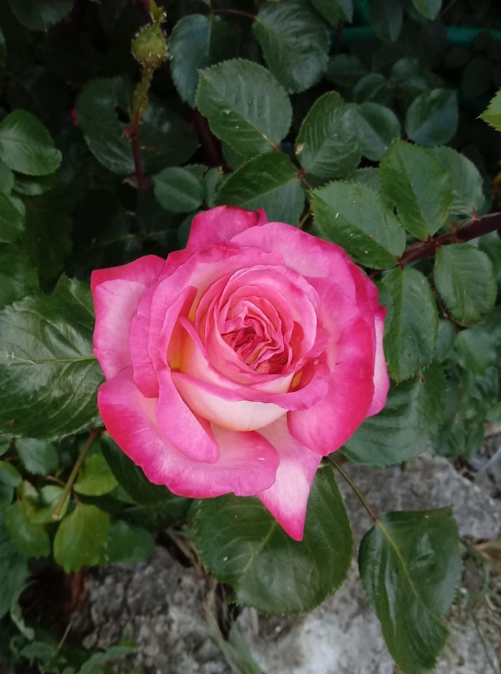 rosa_pasqua
