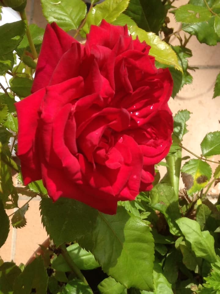 rosa_rossa rosa_rossa