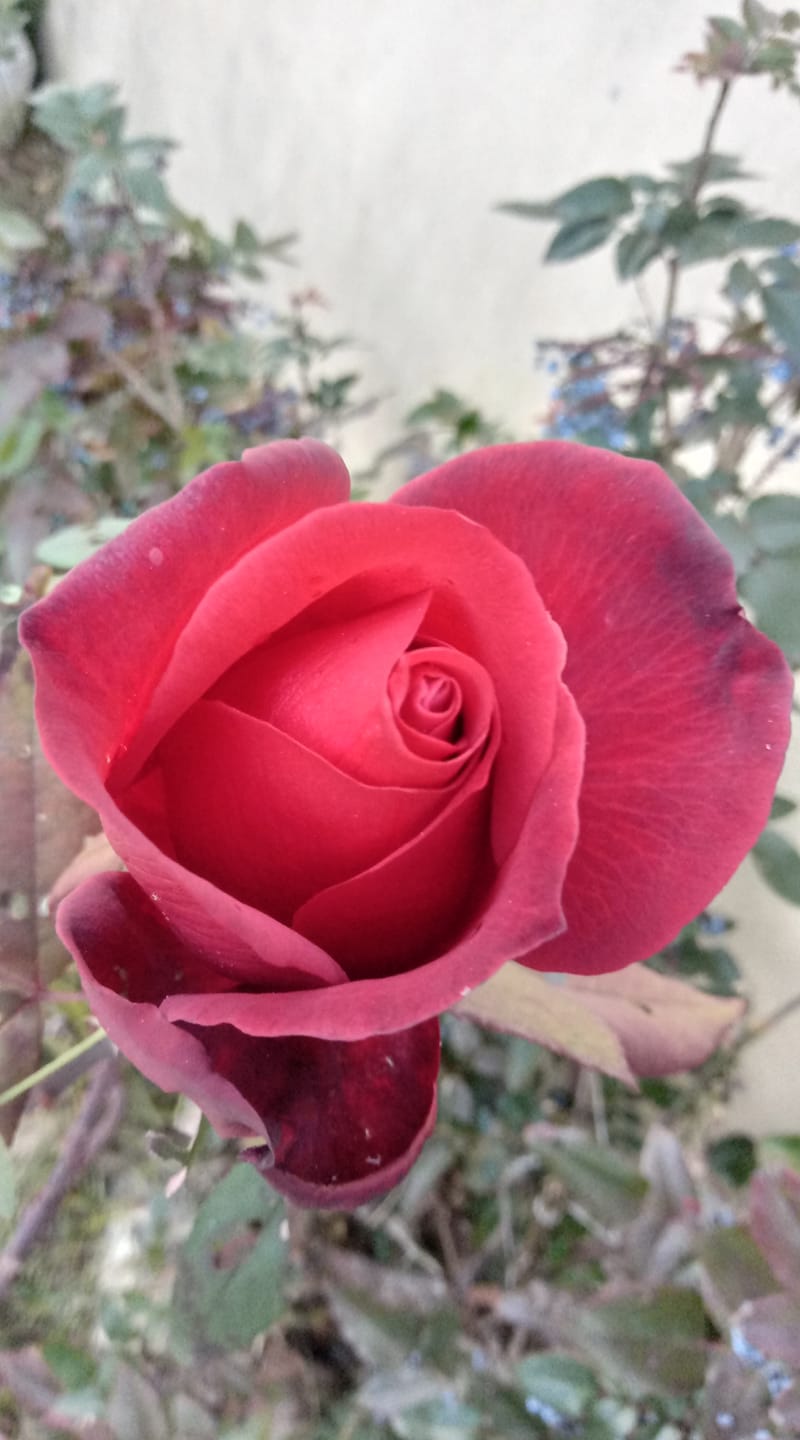 rosa_rossa_per_sito rosa_rossa_per_sito