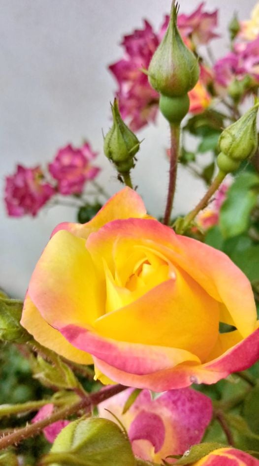 rosa_scre1