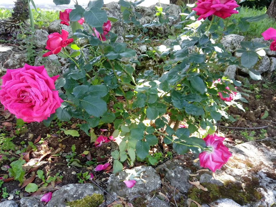 roseto
