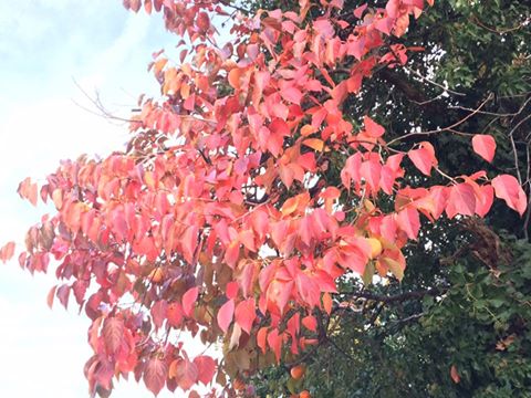 sito_autunno