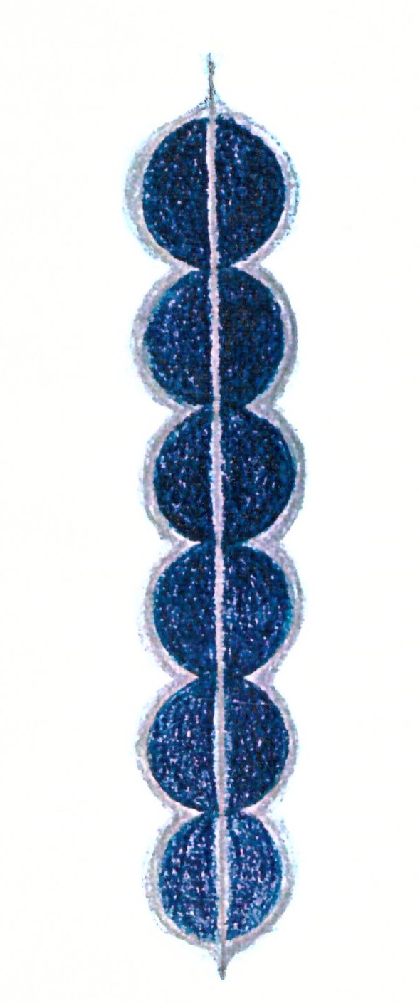 spirale_dna_per_sito