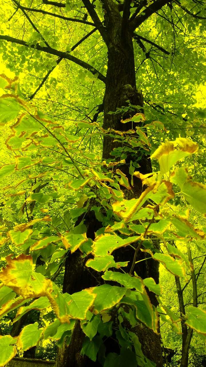 verde_autunnale verde_autunnale
