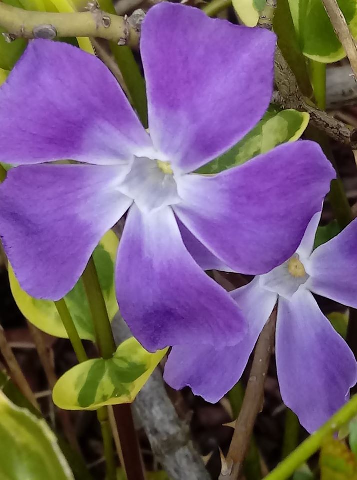 viola_colore viola_colore
