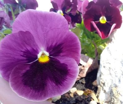 violaviola