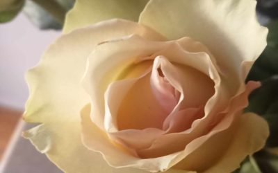 Messaggio del 16.11.2025