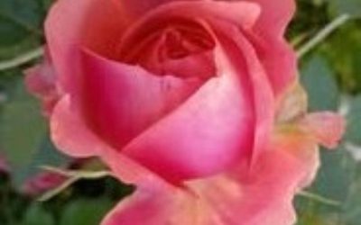 Messaggio del 07.02.2026